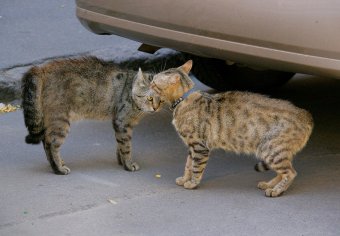 «Без кота — и жизнь не та»