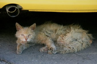 «Без кота — и жизнь не та»