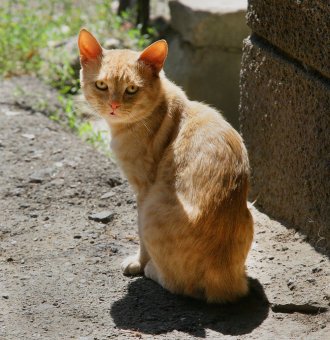 «Без кота — и жизнь не та»
