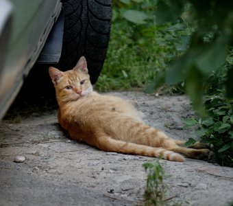 «Без кота — и жизнь не та»