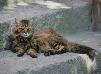 «Без кота — и жизнь не та»