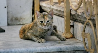 «Без кота — и жизнь не та»