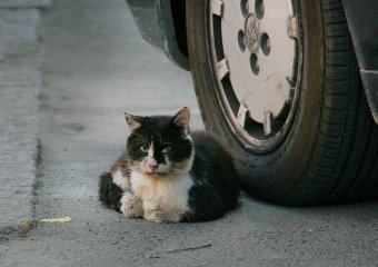 «Без кота — и жизнь не та»