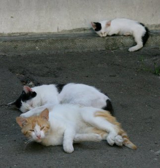 «Без кота — и жизнь не та»