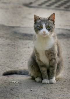 «Без кота — и жизнь не та»