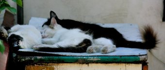 «Без кота — и жизнь не та»