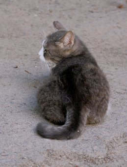 «Без кота — и жизнь не та»