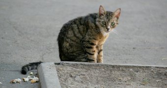 «Без кота — и жизнь не та»