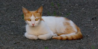 «Без кота — и жизнь не та»