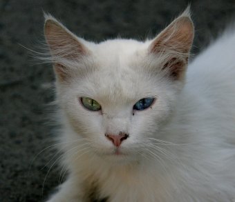 «Без кота — и жизнь не та»
