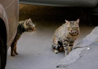 «Без кота — и жизнь не та»