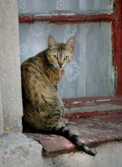 «Без кота — и жизнь не та»