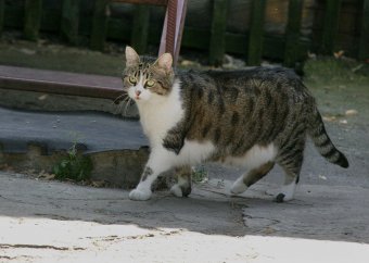 «Без кота — и жизнь не та»