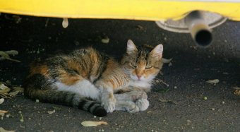 «Без кота — и жизнь не та»