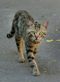 «Без кота — и жизнь не та»