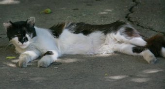 «Без кота — и жизнь не та»