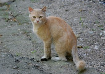 «Без кота — и жизнь не та»