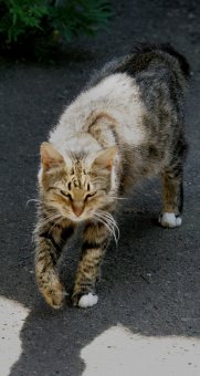 «Без кота — и жизнь не та»