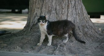 «Без кота — и жизнь не та»