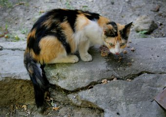 «Без кота — и жизнь не та»