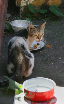 «Без кота — и жизнь не та»