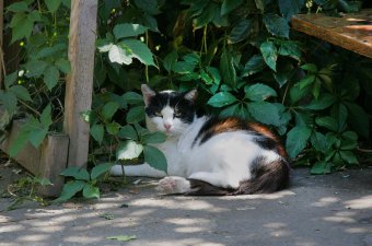 «Без кота — и жизнь не та»