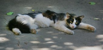 «Без кота — и жизнь не та»