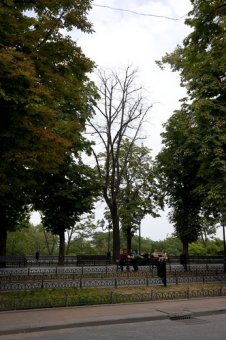 Горзелентрест спасает Одессу от аварийных деревьев
