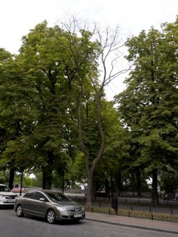 Горзелентрест спасает Одессу от аварийных деревьев