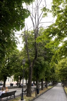 Горзелентрест спасает Одессу от аварийных деревьев