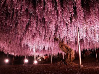 16 самых красивых и величественных деревьев планеты (фото)