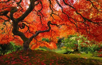 16 самых красивых и величественных деревьев планеты (фото)