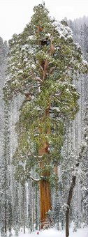 16 самых красивых и величественных деревьев планеты (фото)