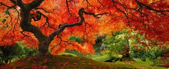 16 самых красивых и величественных деревьев планеты (фото)