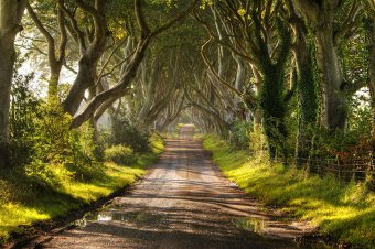16 самых красивых и величественных деревьев планеты (фото)