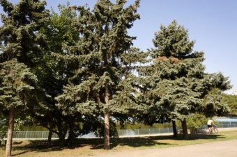 Власти Одессы отчитались о благоустройстве парка Победы (фото)