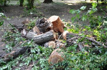 К 220-летию Одессы благоустраивают Преображенский парк (фото)