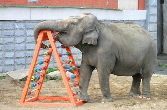 В Одесском зоопарке пройдет «День знаний»