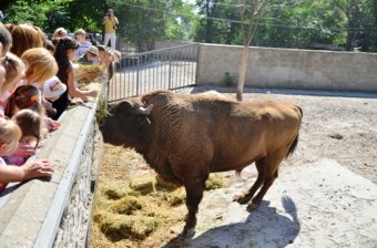 Одесский зубр Султан получил подарок от польской делегации