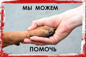 Стерилизация бездомных животных дает результаты: Популяция сократилась вдвое