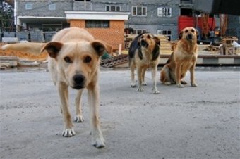 Одесситы могут бесплатно стерилизовать бездомных животных