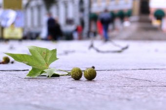 Осенняя рапсодия Одессы (фото)