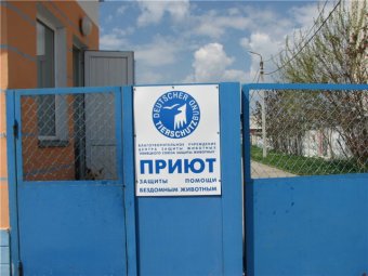 Немецкий приют для бездомных животных продолжит свою работу в Одессе