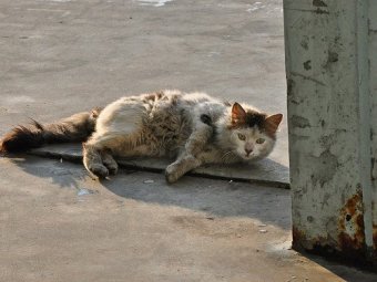 За жестокое обращение с животными грозит срок до двух лет лишения свободы