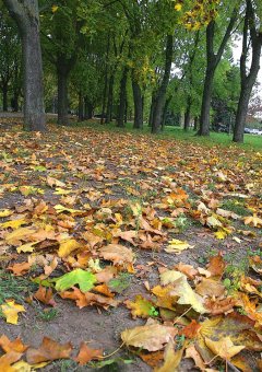 В Одессу пришла золотая осень 