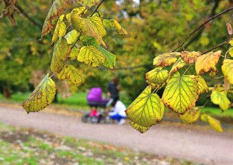 В Одессу пришла золотая осень 