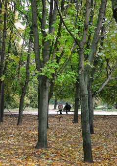 В Одессу пришла золотая осень 