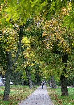 В Одессу пришла золотая осень 