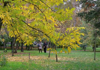 В Одессу пришла золотая осень 