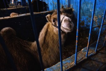 1 ноября в Одессе начнутся гастроли Цирка Чинизелли